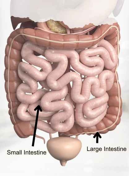 Intestinal Diseases